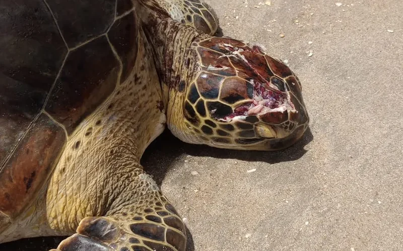 Tartaruga-verde é encontrada com crânio esmagado na Praia de Peroba, em Maragogi