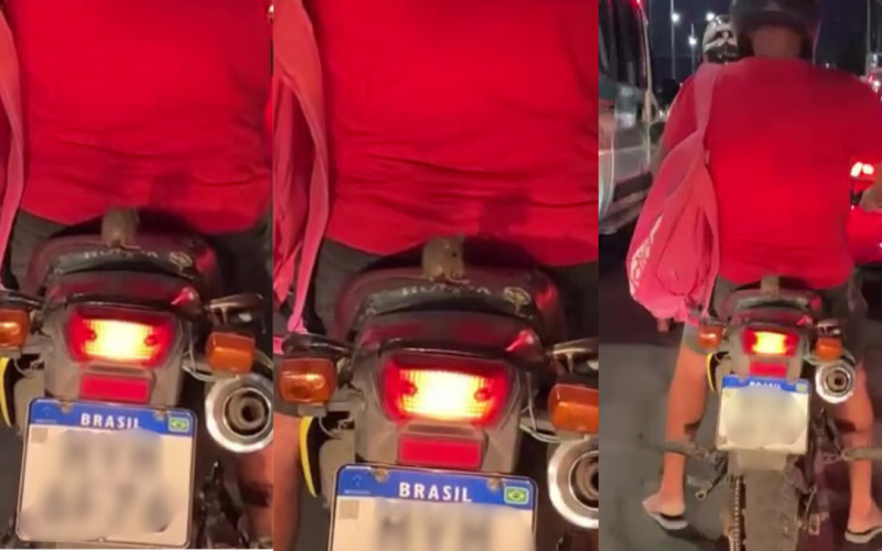 Rato é visto “dando rolê” em motocicleta e cena inusitada viraliza