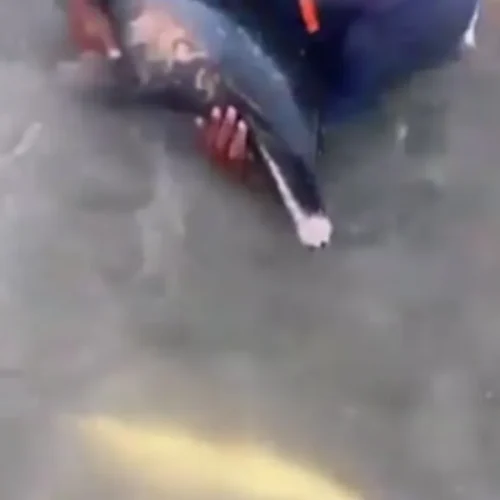 Golfinho ferido é resgatado em praia de Maragogi