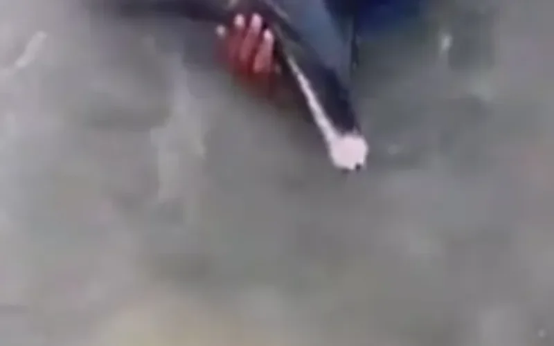 Golfinho ferido é resgatado em praia de Maragogi