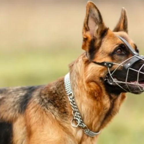 Projeto de Lei em Maceió quer definir regras de segurança para condução de cães de grande porte; confira as raças na lista