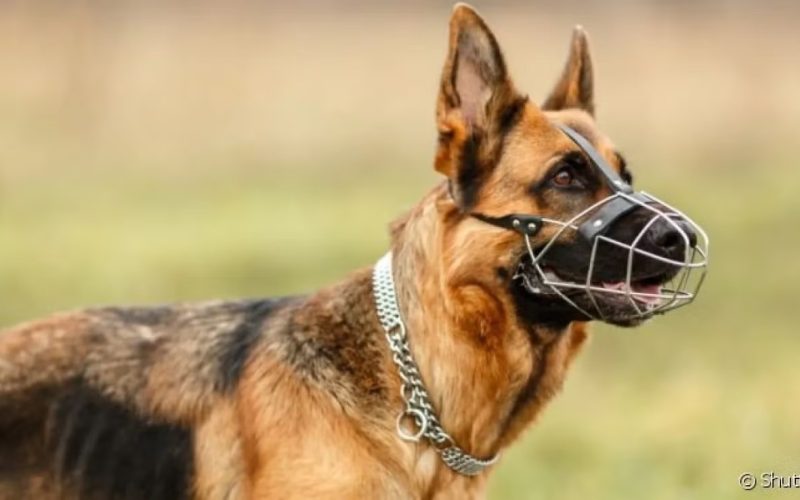 Projeto de Lei em Maceió quer definir regras de segurança para condução de cães de grande porte; confira as raças na lista