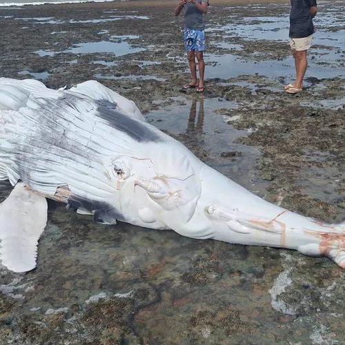 Filhote de baleia Jubarte é encontrado morto em Piaçabuçu
