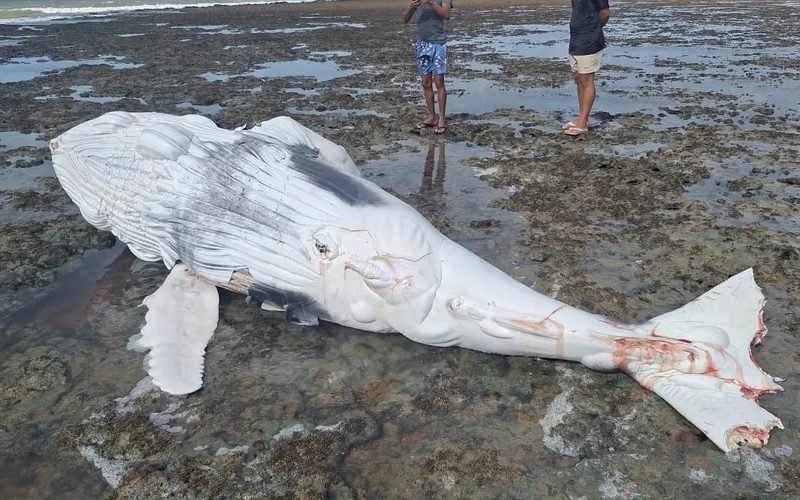 Filhote de baleia Jubarte é encontrado morto em Piaçabuçu