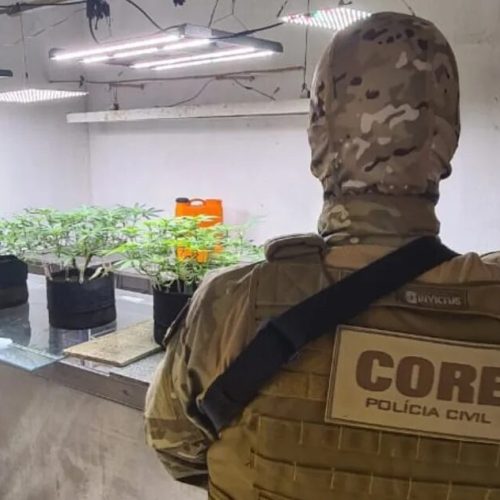 Operação da Polícia apreende laboratório de cultivo clandestino de maconha no Bebedouro