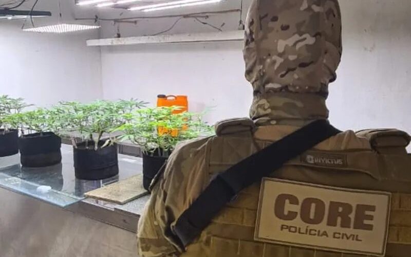 Operação da Polícia apreende laboratório de cultivo clandestino de maconha no Bebedouro
