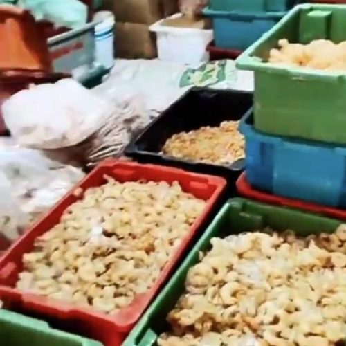 PCAL desmonta organização criminosa de golpes com frutos do mar em Alagoas e Pernambuco