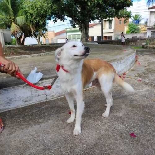 Vacinação antirrábica na zona rural de Penedo começa na próxima segunda-feira (13)