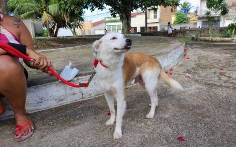 Vacinação antirrábica na zona rural de Penedo começa na próxima segunda-feira (13)