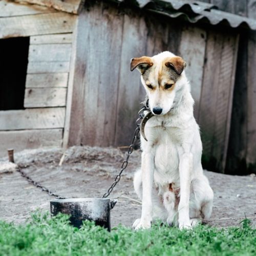 Veterinário é preso após acusações de maus-tratos a animais em clínica