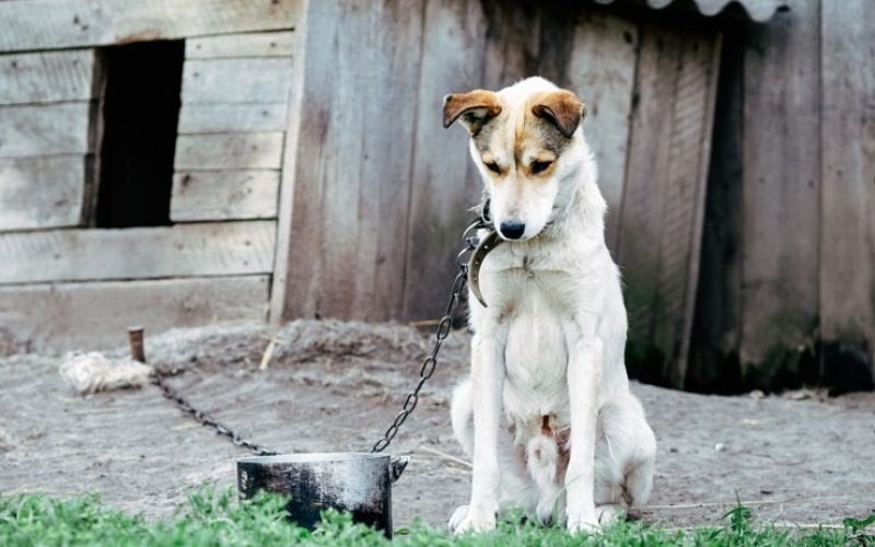 Veterinário é preso após acusações de maus-tratos a animais em clínica