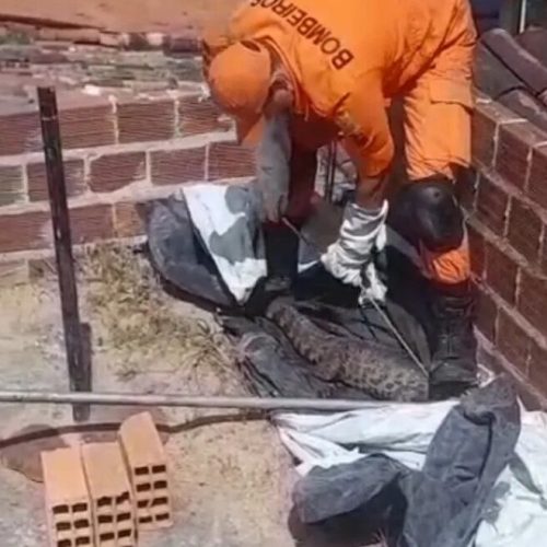 Jacaré é encontrado em cima de laje de casa em Arapiraca e mobiliza bombeiros