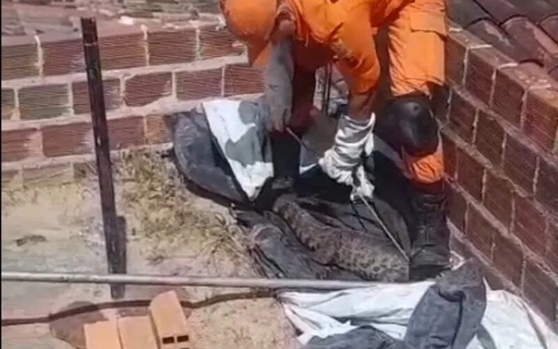 Jacaré é encontrado em cima de laje de casa em Arapiraca e mobiliza bombeiros