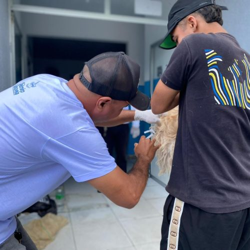 Delmiro Gouveia supera meta de vacinação antirrábica em 2025 com 90,5% do público-alvo Imunizado