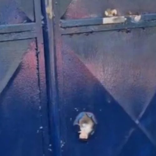 Escola indígena em Palmeira dos Índios amanhece crivada de tiros;liderança indígena acusa ato de intimidação