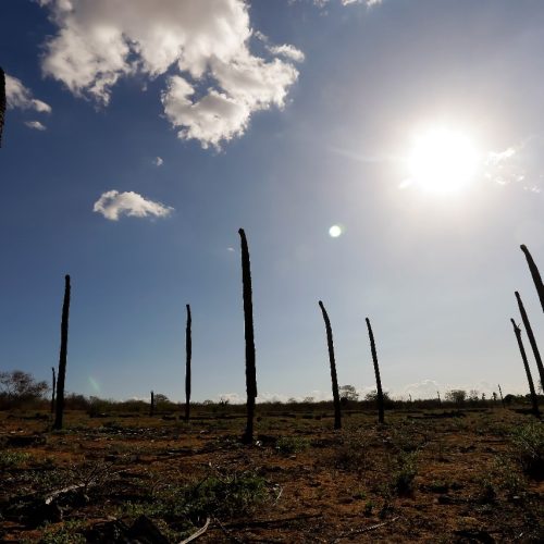 Alertas de baixa umidade são emitidos para 32 municípios do Sertão de Alagoas