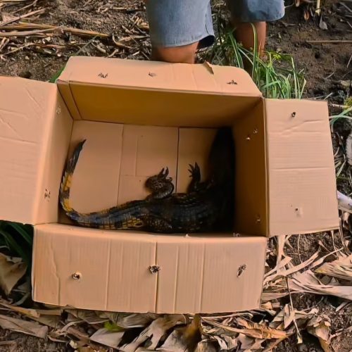 Jacaré surge em plena praia e assusta moradores no Centro de Japaratinga