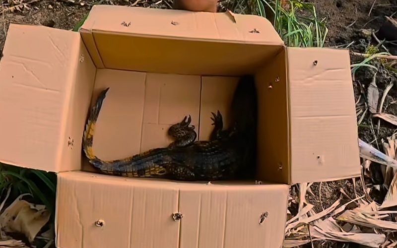 Jacaré surge em plena praia e assusta moradores no Centro de Japaratinga