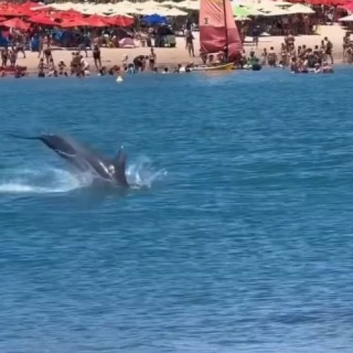 Golfinho é flagrado dando saltos na Praia do Francês e vídeo viraliza nas redes sociais