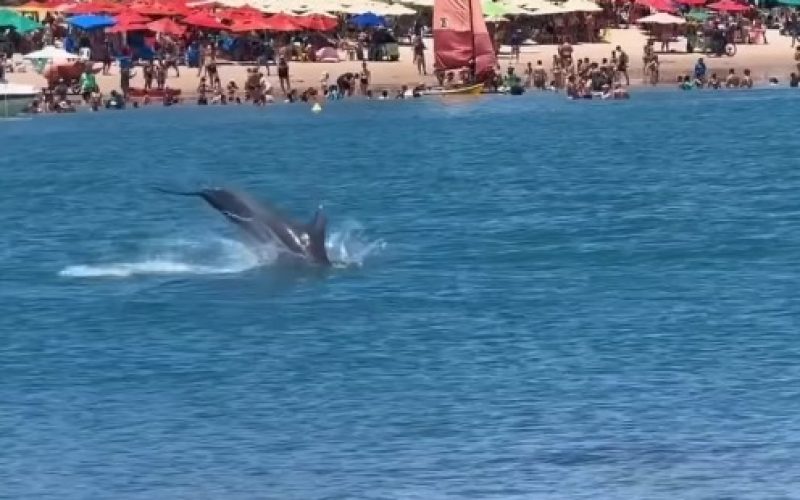 Golfinho é flagrado dando saltos na Praia do Francês e vídeo viraliza nas redes sociais