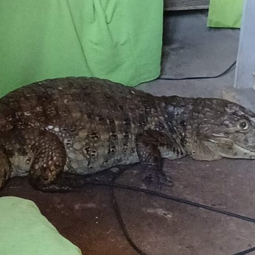 Jacaré invade casa e moradores se unem para tirar o ”bichão” da sala no Petrópolis