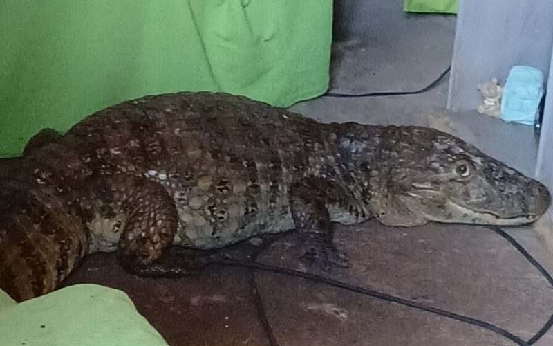 Jacaré invade casa e moradores se unem para tirar o ”bichão” da sala no Petrópolis