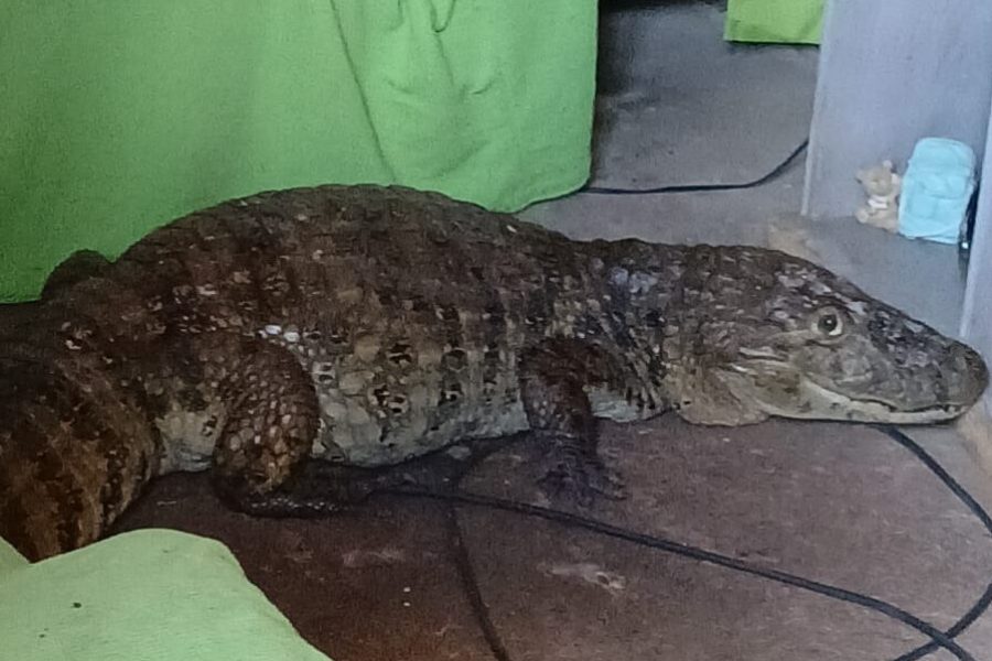 Jacaré invade casa e moradores se unem para tirar o ”bichão” da sala no Petrópolis