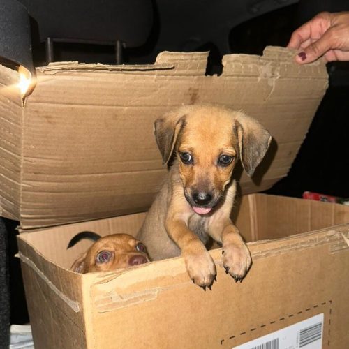 Filhotes de cachorros são abandonados em caixa e caso é investigado pela Polícia Civil em Maceió