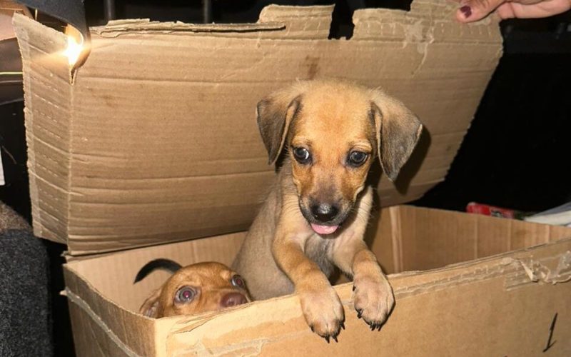 Filhotes de cachorros são abandonados em caixa e caso é investigado pela Polícia Civil em Maceió