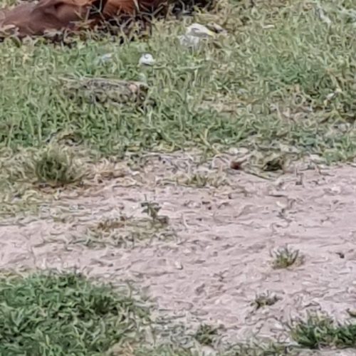 Exclusivo: animais com sinais de maus-tratos são mantidos ao relento por proprietário em Penedo