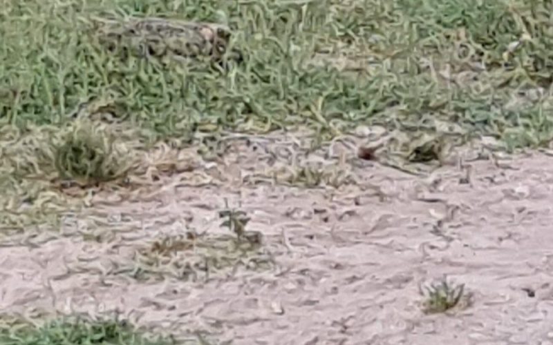 Exclusivo: animais com sinais de maus-tratos são mantidos ao relento por proprietário em Penedo