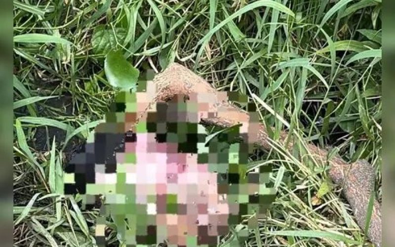 Após achado de cabeça, corpo de adolescente desaparecido é encontrado no Salvador Lyra