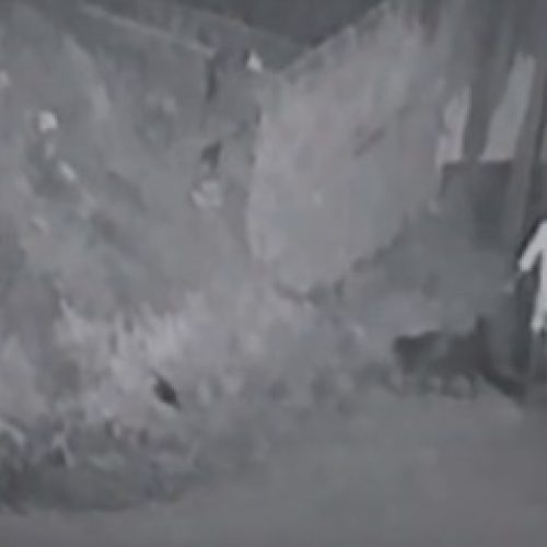 Novos vídeos revelam outro ataque de “gangue” de cachorros em Rio Largo