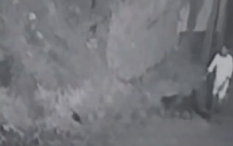 Novos vídeos revelam outro ataque de “gangue” de cachorros em Rio Largo