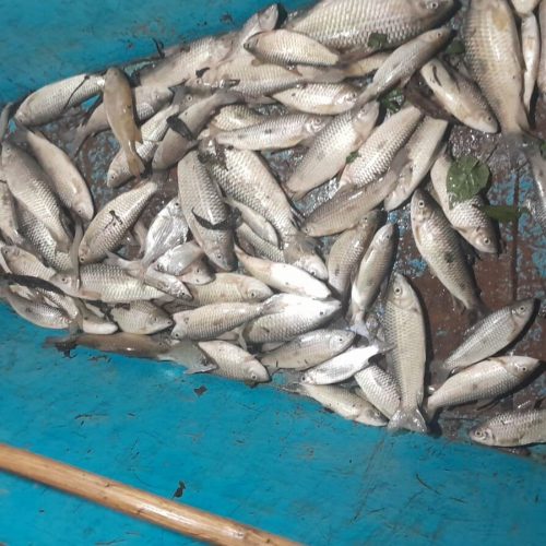 Chuvas intensas podem ter causado morte de peixes em Jequiá da Praia