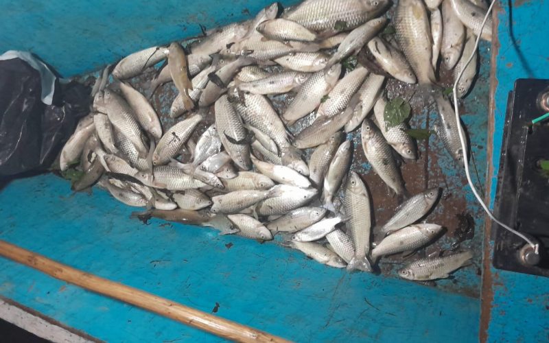 Chuvas intensas podem ter causado morte de peixes em Jequiá da Praia