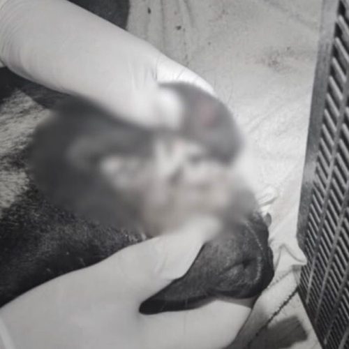 Cachorro é encontrado morto após ser arremessado de prédio por adolescentes