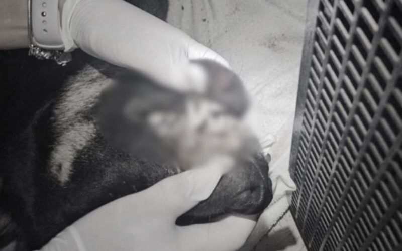 Cachorro é encontrado morto após ser arremessado de prédio por adolescentes