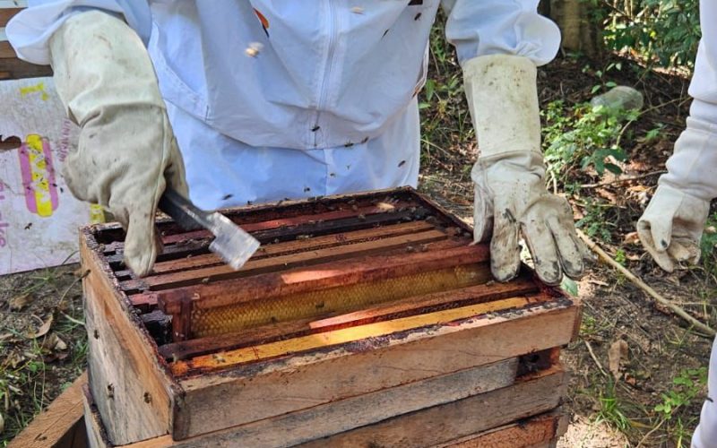 Bombeiros civis recebem formação técnica para uma atuação segura nas ocorrências com abelhas