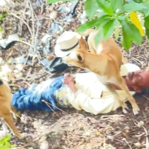 Idoso é flagrado em área de mata praticando zoofilia com cães em Campo Alegre