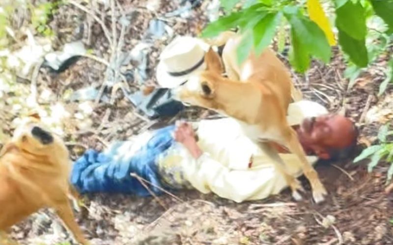 Idoso é flagrado em área de mata praticando zoofilia com cães em Campo Alegre