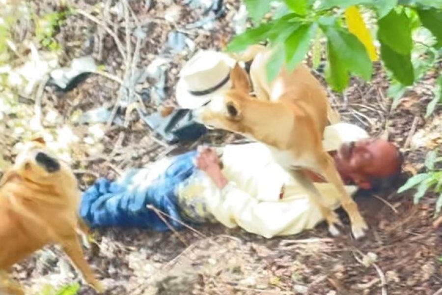Idoso é flagrado em área de mata praticando zoofilia com cães em Campo Alegre