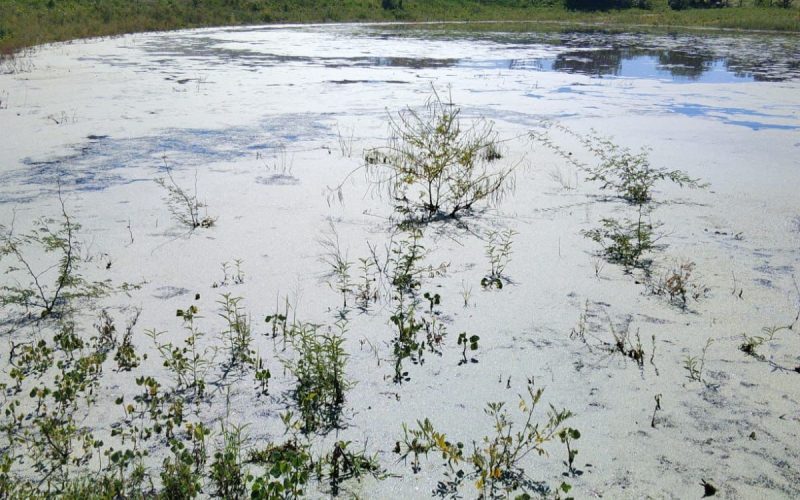 Prefeitura de Piranhas decreta emergência preventiva e reforça ações de segurança hídrica após chuvas