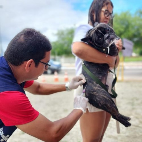 Prefeitura de Arapiraca realizará mutirão de vacinação antirrábica neste sábado (27)