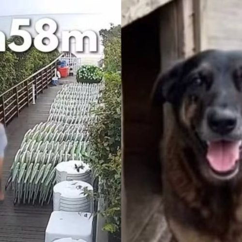 Adolescente apontado pela morte do cão Orelha não pode ser internado