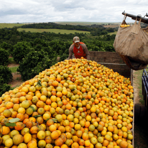 Produtores consideram deixar laranja apodrecer no pé por causa de tarifas; Brasil produz 80% do suco de laranja do mundo