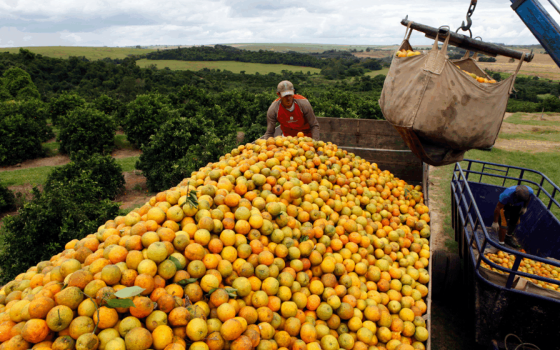 Produtores consideram deixar laranja apodrecer no pé por causa de tarifas; Brasil produz 80% do suco de laranja do mundo