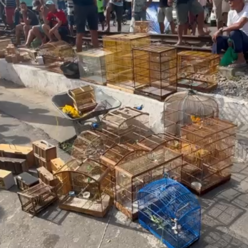 Operação apreende 60 animais silvestres vendidos ilegalmente em feiras de Maceió e Rio Largo