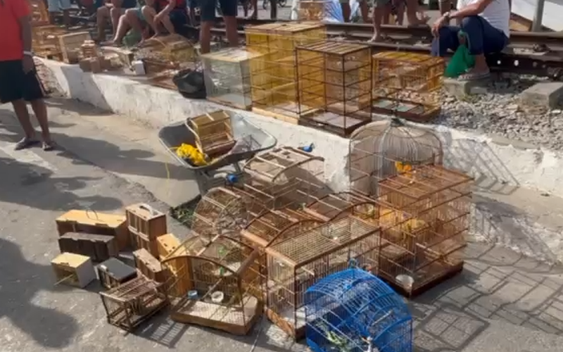 Operação apreende 60 animais silvestres vendidos ilegalmente em feiras de Maceió e Rio Largo