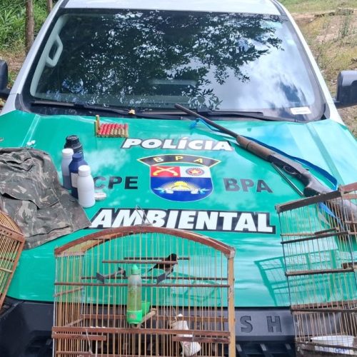 PM apreende arma e aves silvestres durante operação em Passo de Camaragibe
